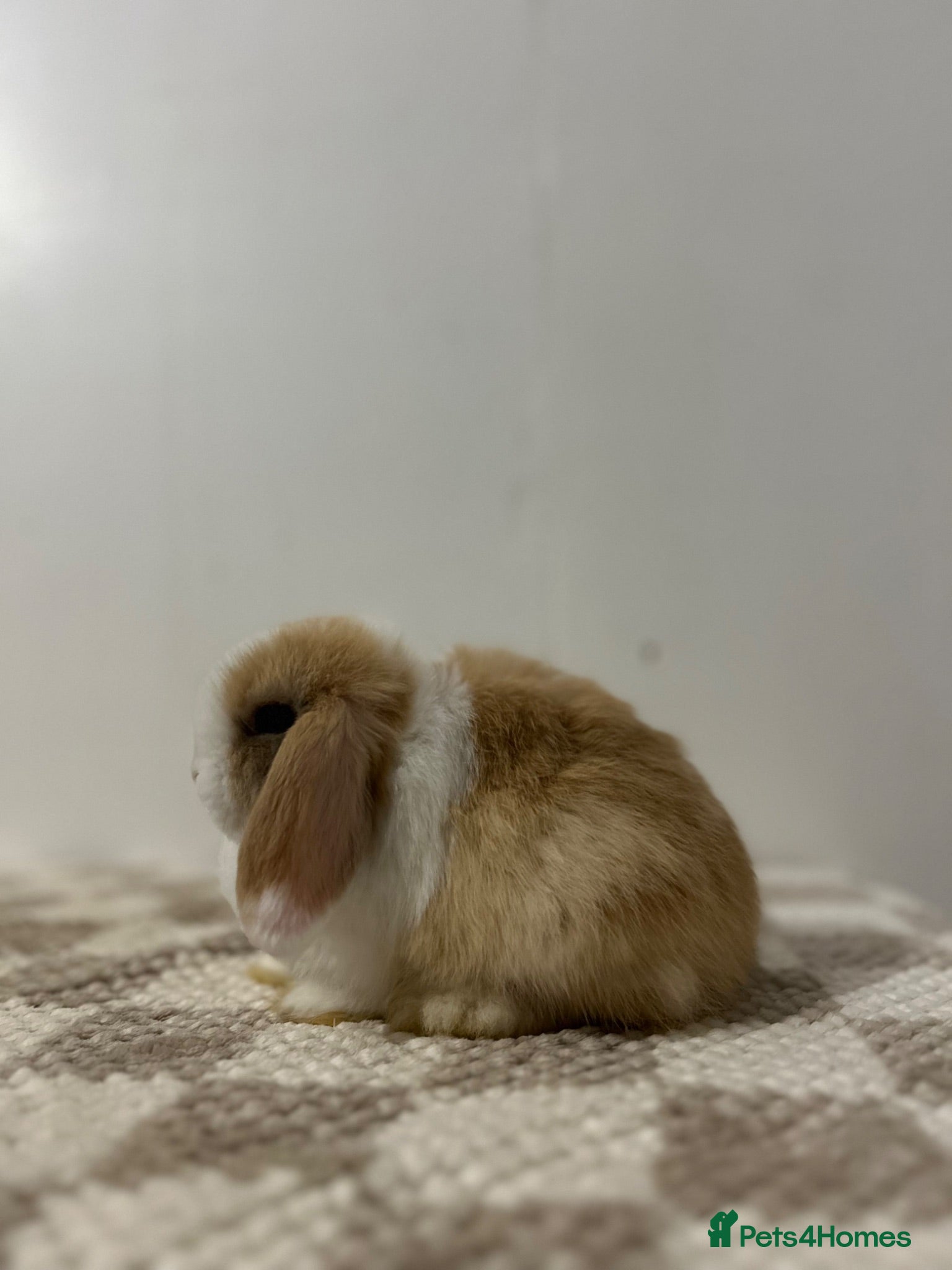 Mini Lop rabbits READY TO LEAVE - Advert 2