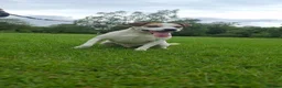 Parson Russell dogs for sale: KC REG Parson Russell Terrier  - Advert 3
