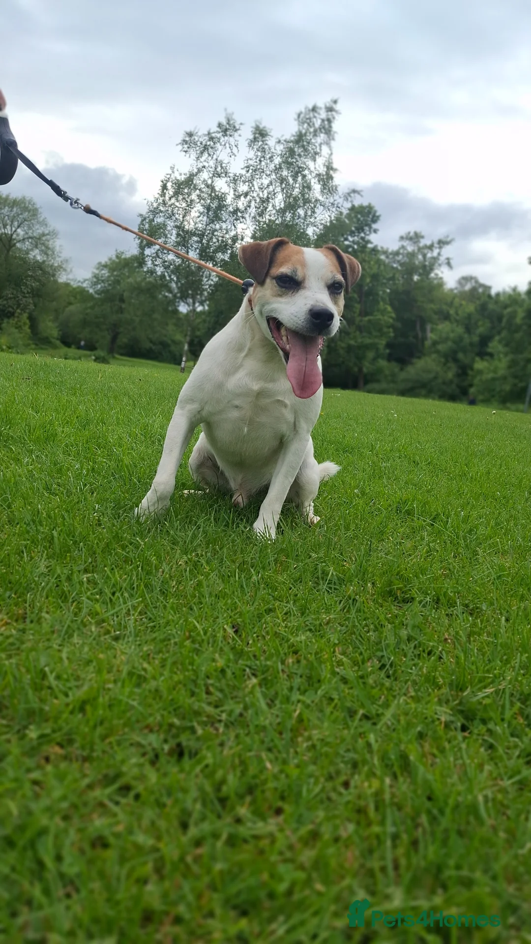 Parson Russell dogs for sale: KC REG Parson Russell Terrier  - Advert 3