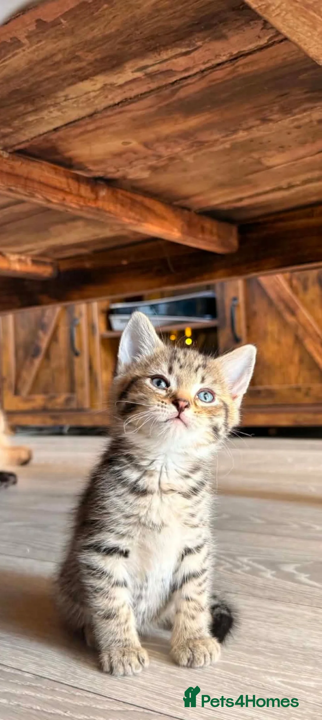 Mixed Breed cats for sale: 3 beautiful male tabbys - Advert 2