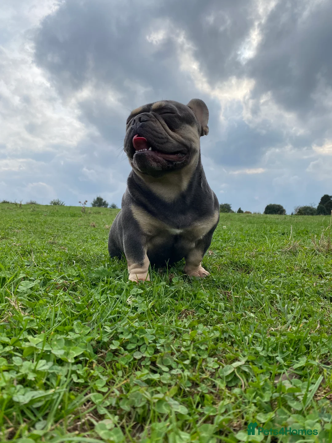 French Bulldog dogs for stud: French Bulldog to stud out in Derby - Advert 5