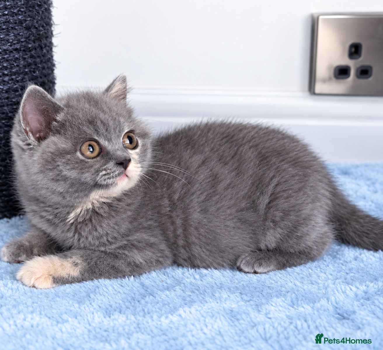 British Shorthair cats LAST GIRL 💖 BSH 🐾 Blue Tortie - Advert 15