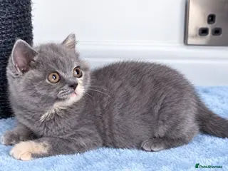 British Shorthair cats LAST GIRL 💖 BSH 🐾 Blue Tortie - Advert 15