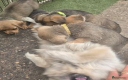 Mixed Breed dogs for sale: mixed breed 4 boys and 2 girls - Image 29