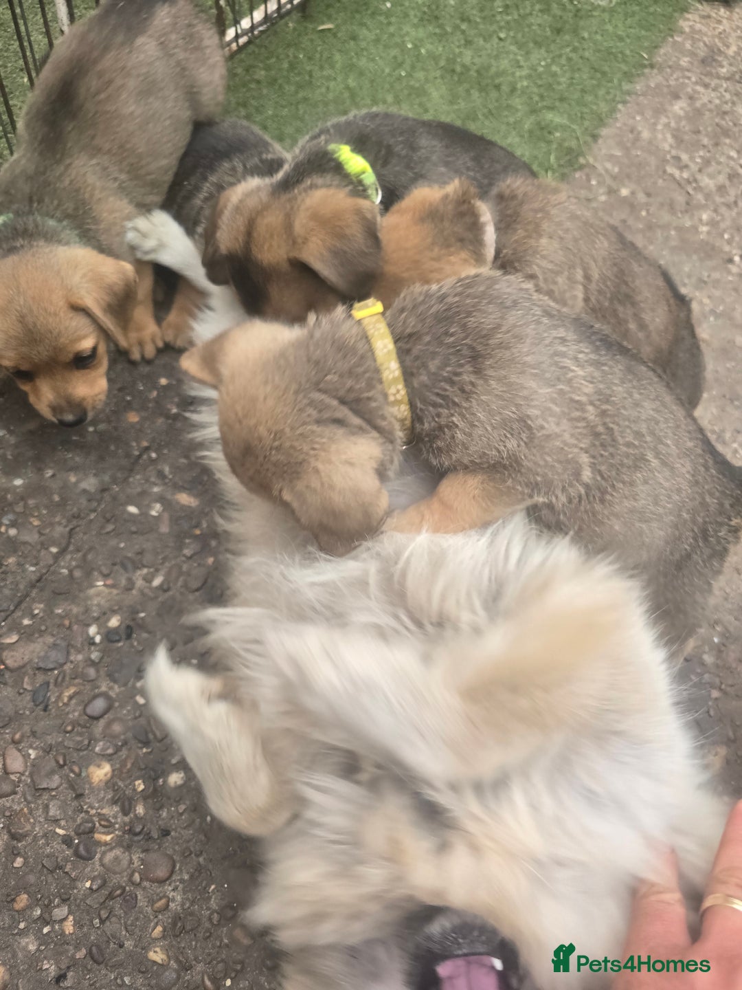 Mixed Breed dogs for sale: mixed breed 4 boys and 2 girls - Image 29