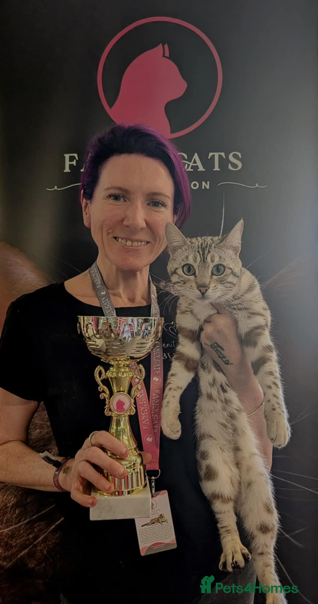 Bengal cats for sale: 🏆OUTSTANDING SHOW WINNING BENGALS KITTENS🔥 - Image 31