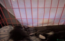 British Shorthair cats for sale: 3 British shorthair kittens  - Image 3