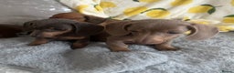 Dachshund dogs for sale: Gorgeous Isabella+tan little boy - Advert 16