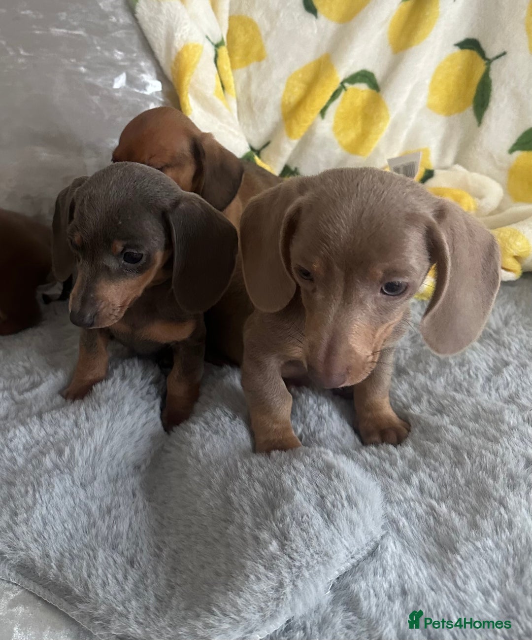 Dachshund dogs for sale: Outstanding dachshund puppies - Image 16