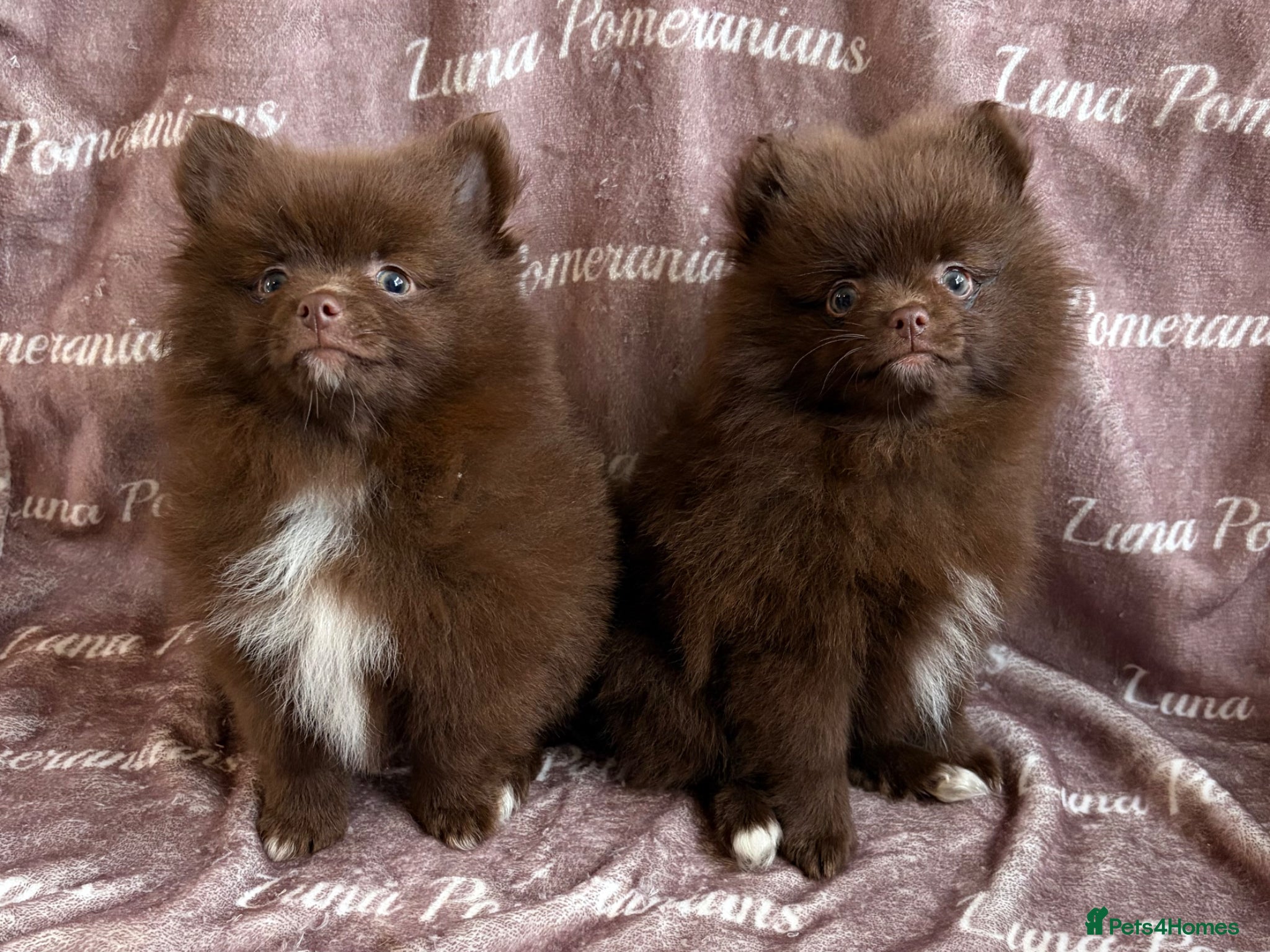 Pomeranian dogs  READY NOW! KC✨DNA 100% POM!🧬HEALTH TESTED!🧬 - Advert 18