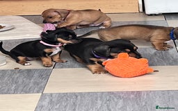 Mixed Breed dogs for sale: 1 Jack Russell x mini dashound puppies £800 - Image 12