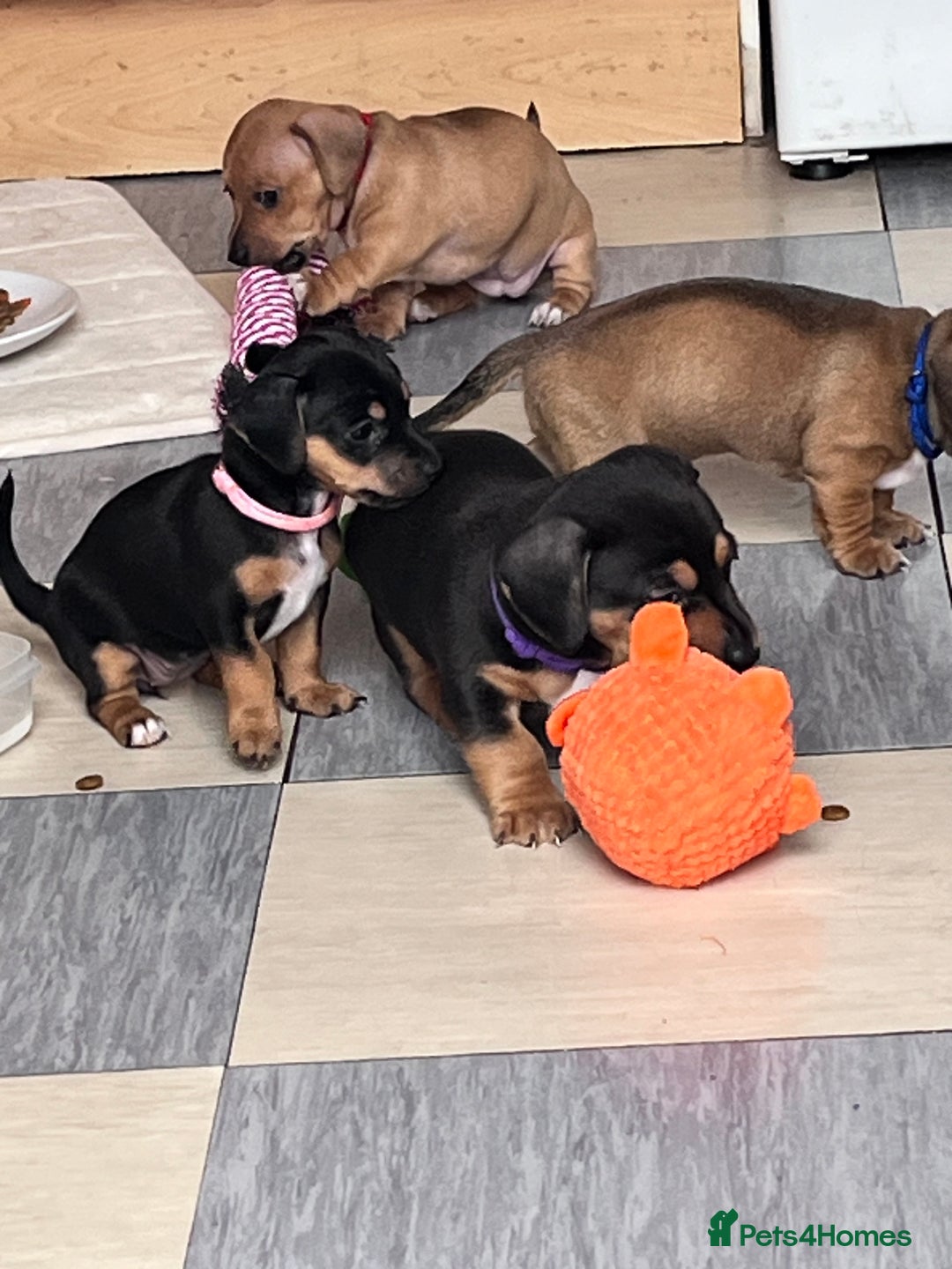 Mixed Breed dogs for sale: 1 Jack Russell x mini dashound puppies £800 - Image 12