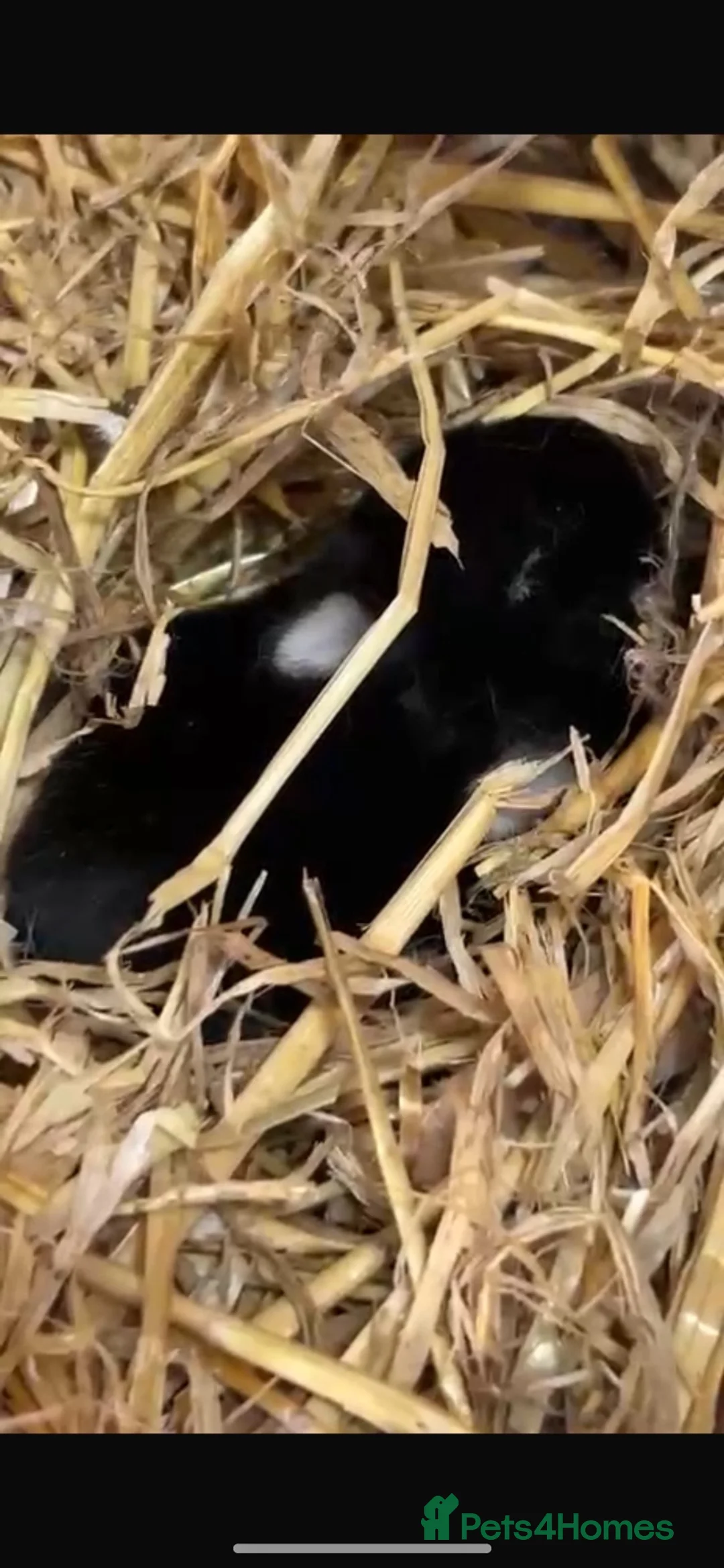 Netherland Dwarf rabbits for sale: 1 black 1 grey Baby Prue neatherland dwarf rabbits - Advert 5