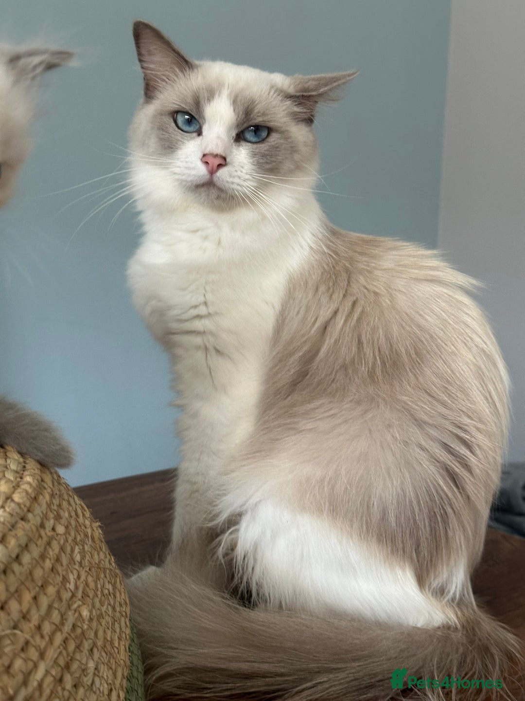 Ragdoll cats for sale: TICA Registered Ragdoll Kittens - Image 30