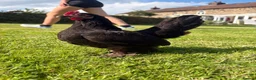 Chickens poultry for sale: 4 Booted bantam hens - Advert 3