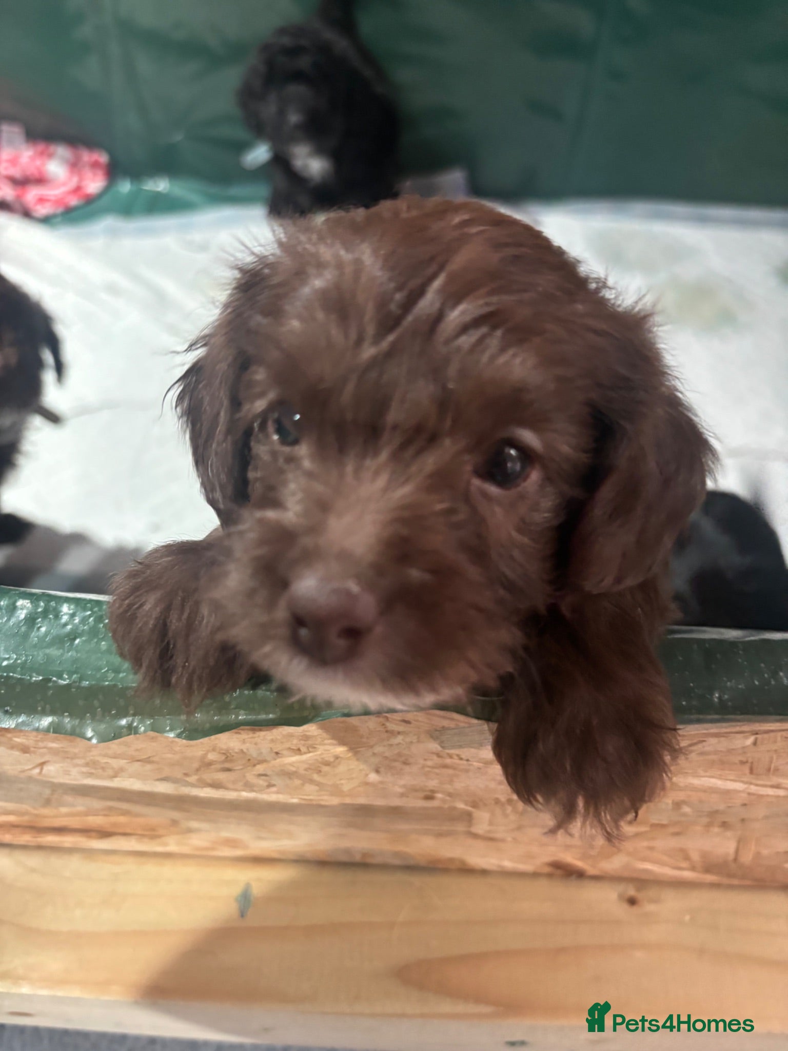 Labradoodle dogs Adorable miniature Labradoodle puppies  - Advert 3