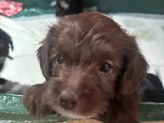 Labradoodle dogs Adorable miniature Labradoodle puppies - Advert 3