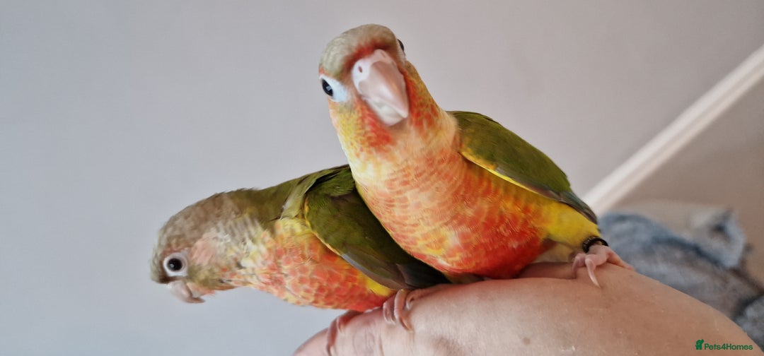 Conures birds for sale: Beautiful fully hand reared conure baby's  - Advert 24