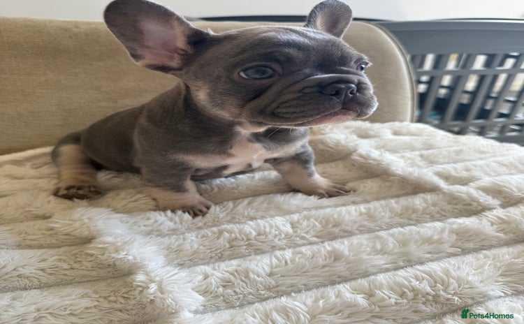 French Bulldog dogs - Advert 4