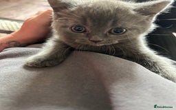 British Shorthair cats for sale: Gorgeous Blue British Shorthairs  - Image 4