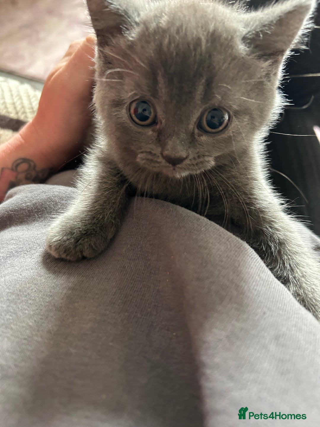 British Shorthair cats for sale: Gorgeous Blue British Shorthairs  - Image 4