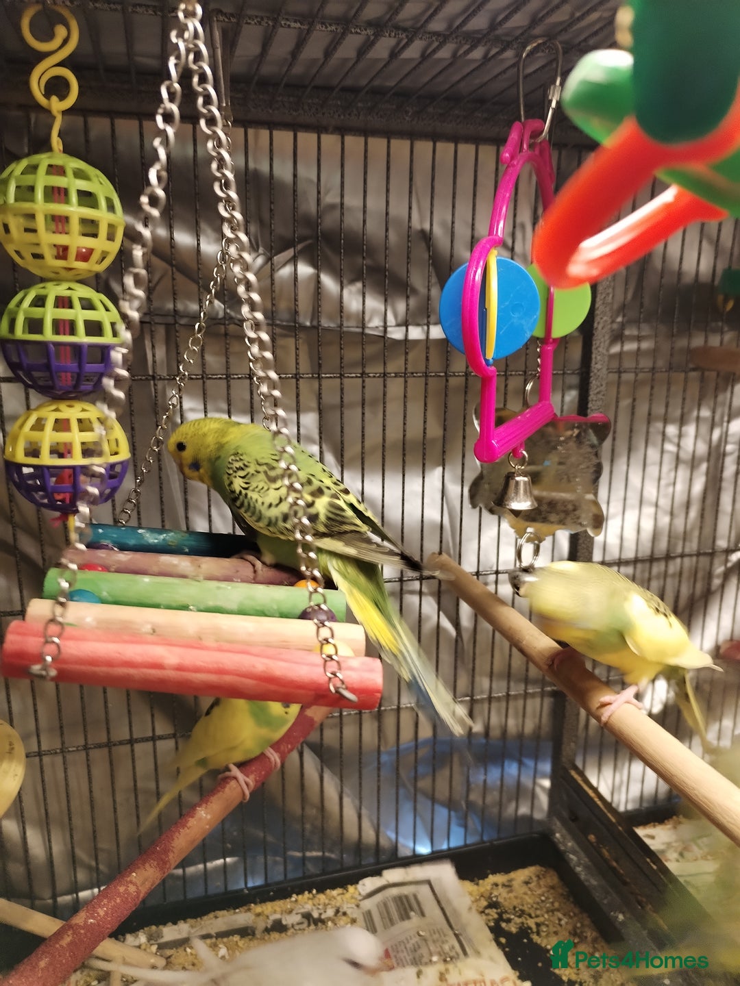 Budgerigars birds for sale: Beautiful baby budgies  - Advert 4