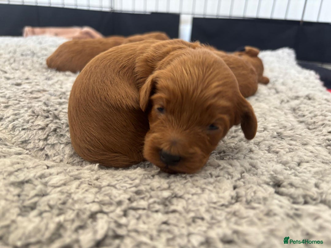 Labradoodle dogs for sale: F1bb fox red miniature labradoodle puppies  - Image 1