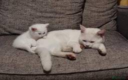 Domestic Shorthair cats for sale: Kittens for sale  - Image 12