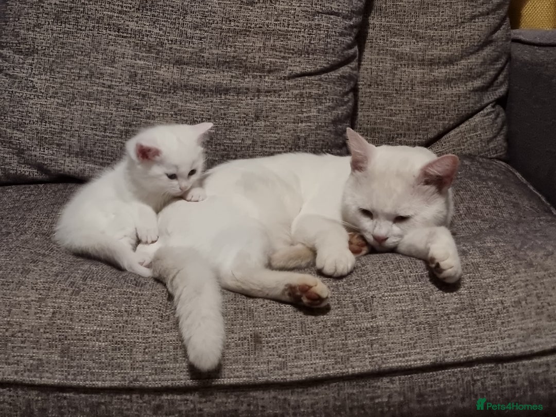 Domestic Shorthair cats for sale: Kittens for sale  - Image 12