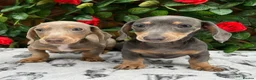 Miniature Dachshund dogs for sale: READY NOW VERY PETIT MINIDAXIS KC REG PRA CLR - Advert 2