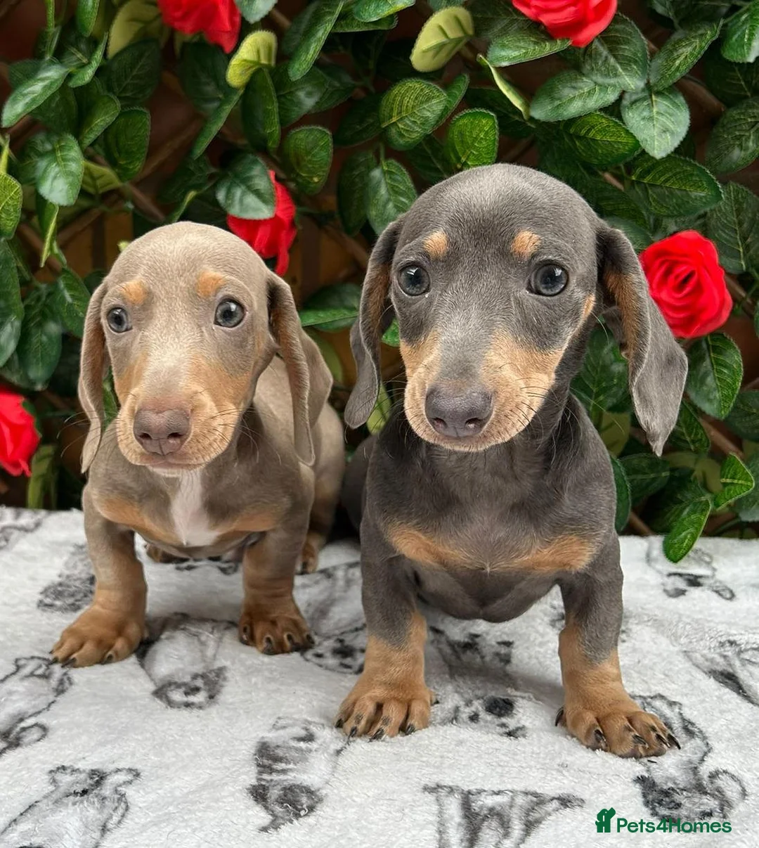 Miniature Dachshund dogs for sale: READY NOW VERY PETIT MINIDAXIS KC REG PRA CLR - Advert 2