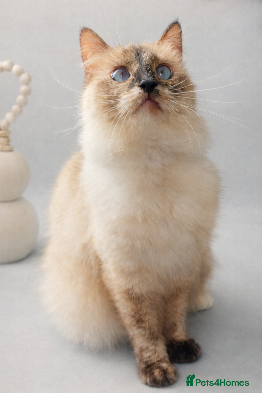 Ragdoll cats Female Tortie Ragdoll cat 🩷🐾 - Advert 7