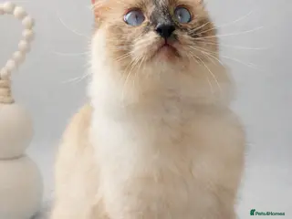 Ragdoll cats Female Tortie Ragdoll cat 🩷🐾 - Advert 7