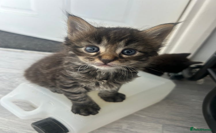Maine Coon cats - Advert 3