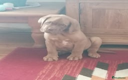 Dogue De Bordeaux dogs for sale: Gorgeous DOUGUE Babies - Image 17