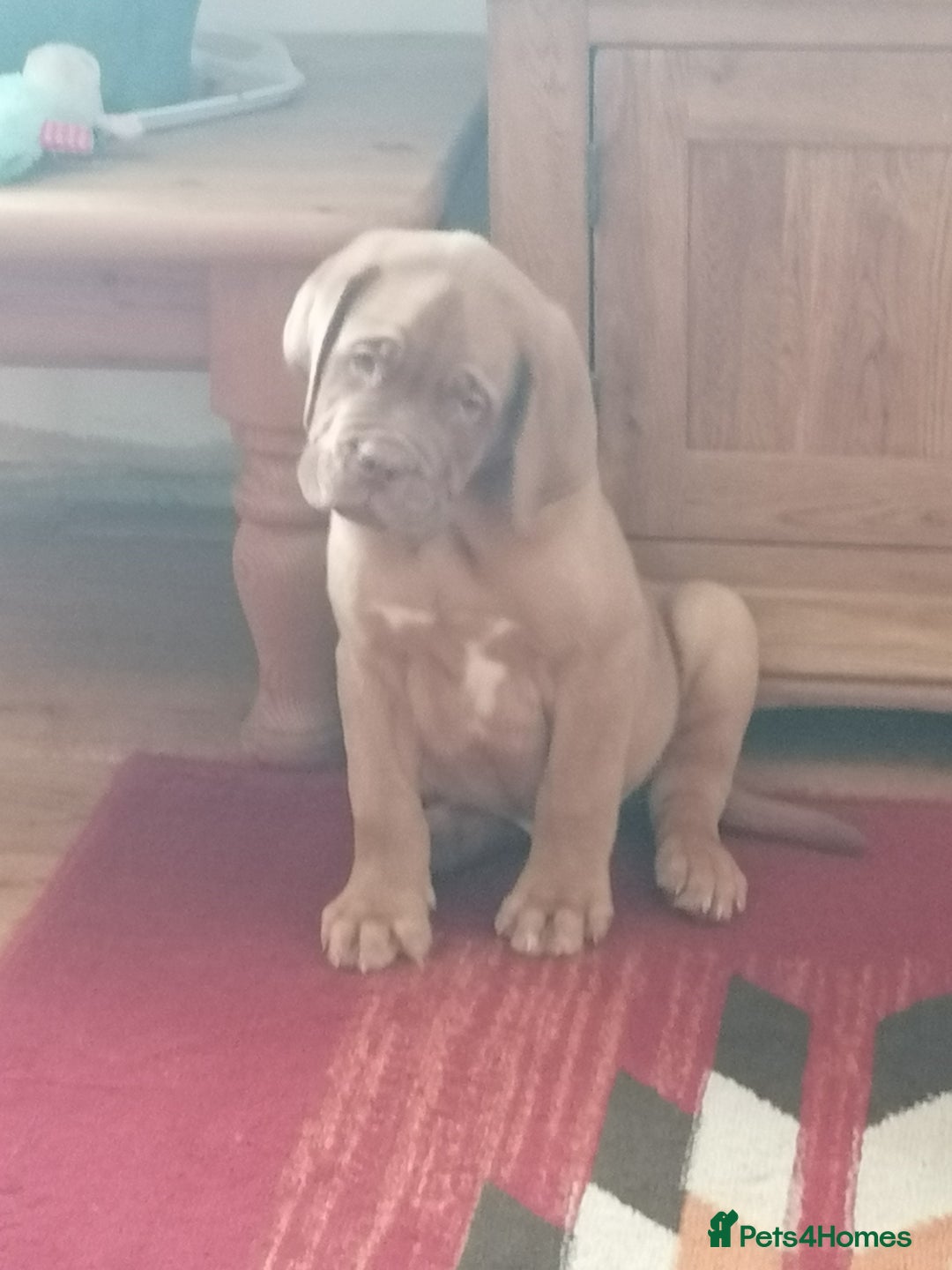 Dogue De Bordeaux dogs for sale: Gorgeous DOUGUE Babies - Image 17