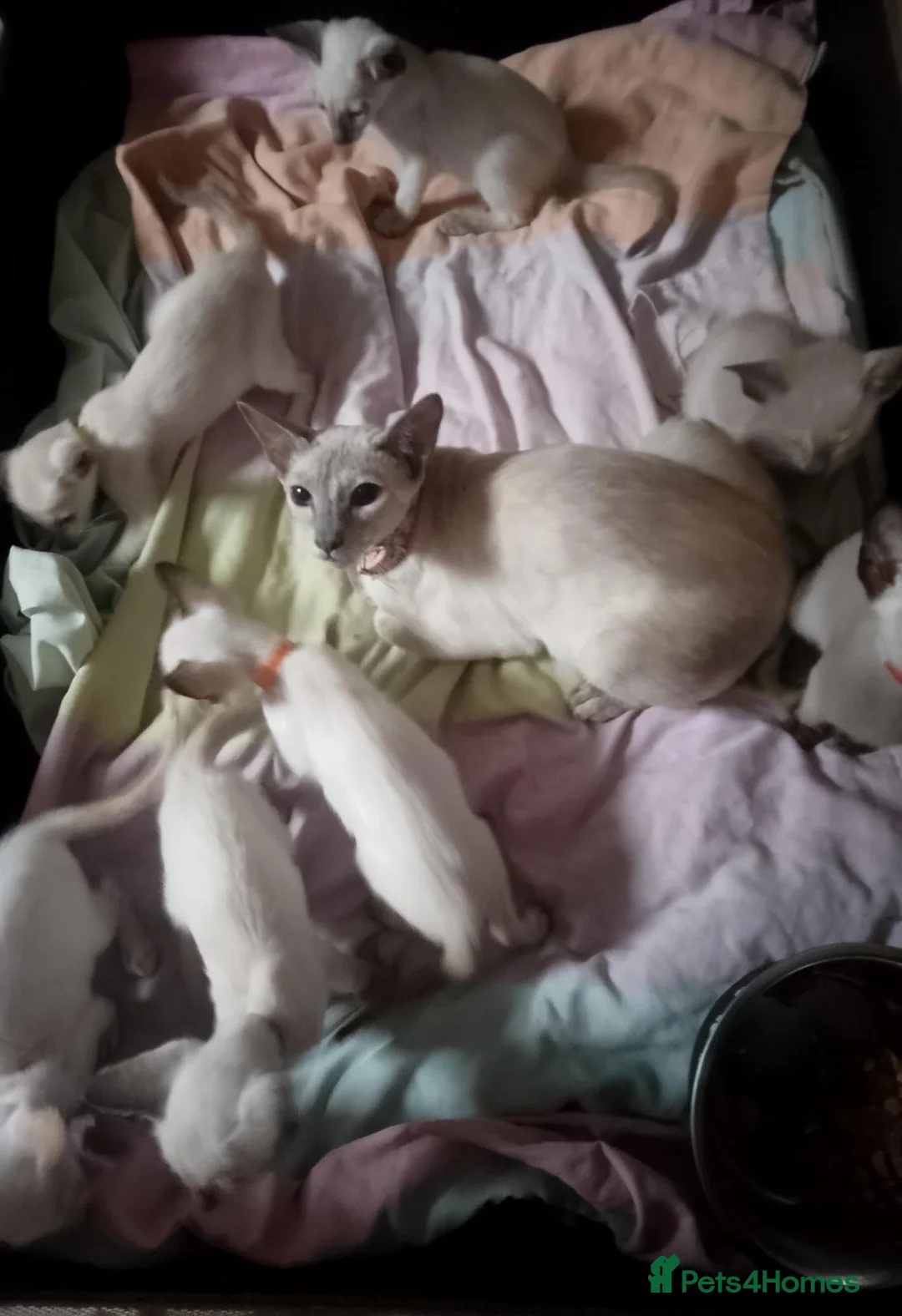 Siamese cats for sale: Siamese kittens - Advert 10