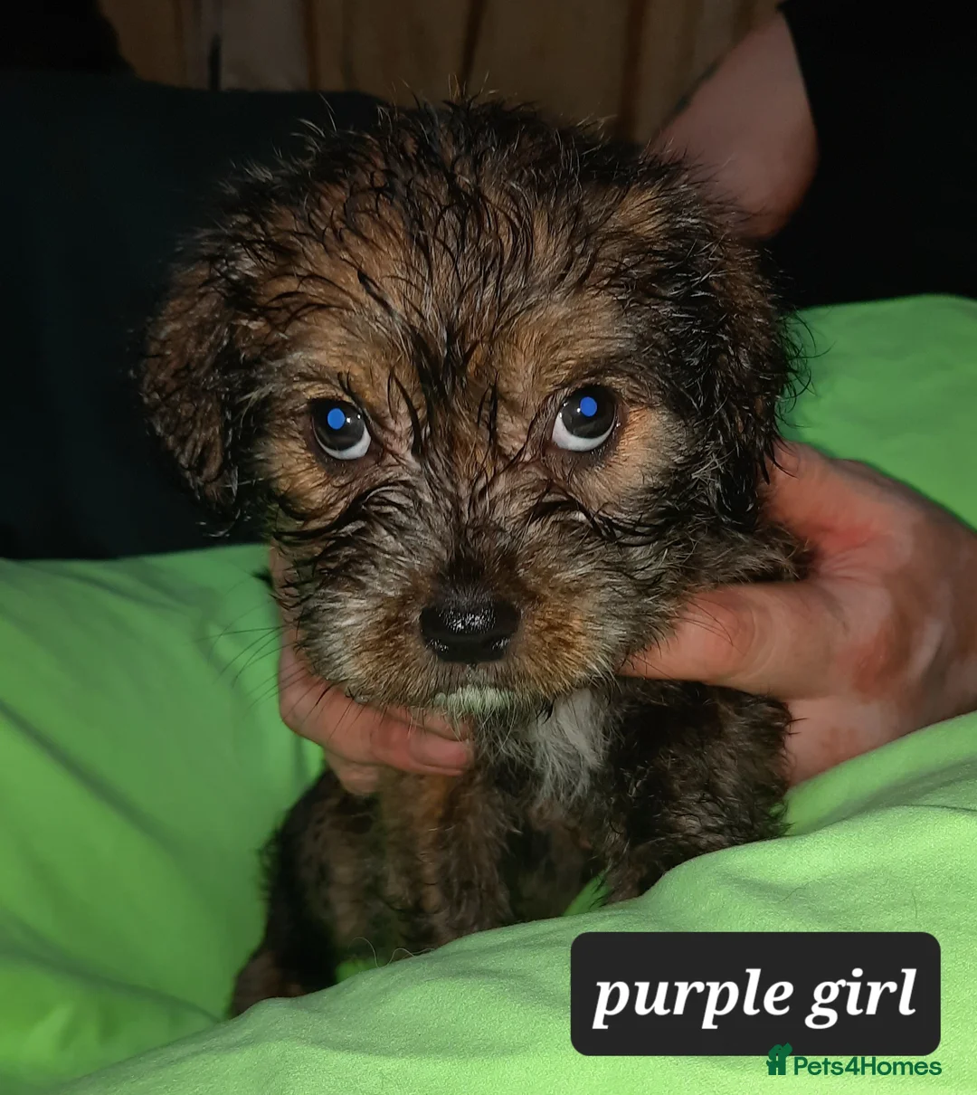 Mixed Breed dogs for sale: Rottweiler cross Shih Tzu puppies - Advert 2