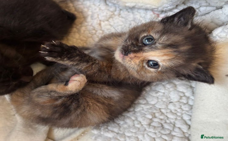 Domestic Shorthair cats - Advert 3