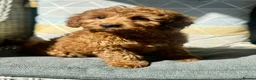 Cockapoo dogs for sale: Fabulous F1 cockerpoo girl - Advert 3