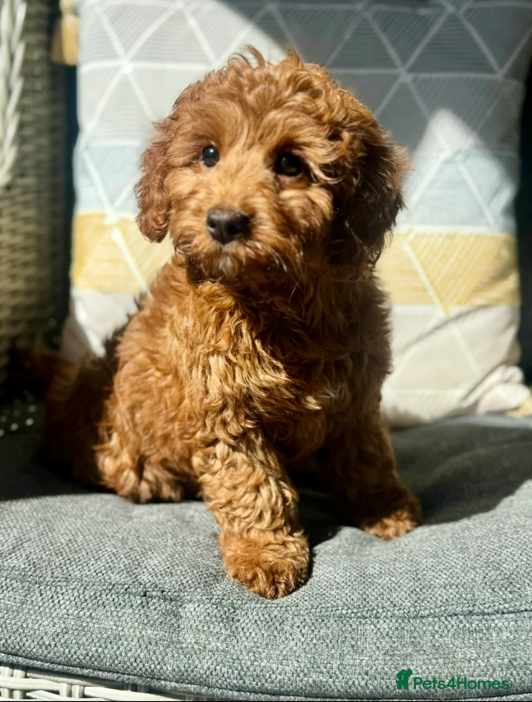 Cockapoo dogs for sale: Fabulous F1 cockerpoo girl - Advert 3