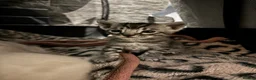 Bengal cats for sale: Beautiful Rare Bengal Tica Kittens - Advert 8