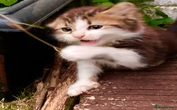 British Shorthair cats for sale: Loving kittens looking for a loving home - Image 6