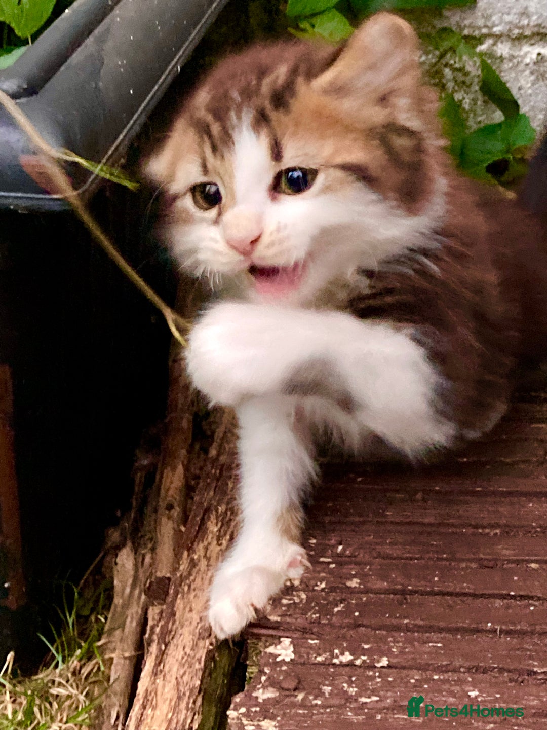 British Shorthair cats for sale: Loving kittens looking for a loving home - Image 6