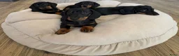 Miniature Dachshund dogs for sale: Miniature Smooth Black & Tan Dachaund puppies - Advert 7