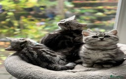 British Shorthair cats for sale: Beautiful registered British Shorthaired Kittens - Image 3