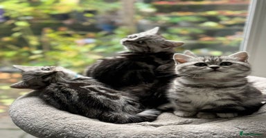 British Shorthair cats - Advert 2