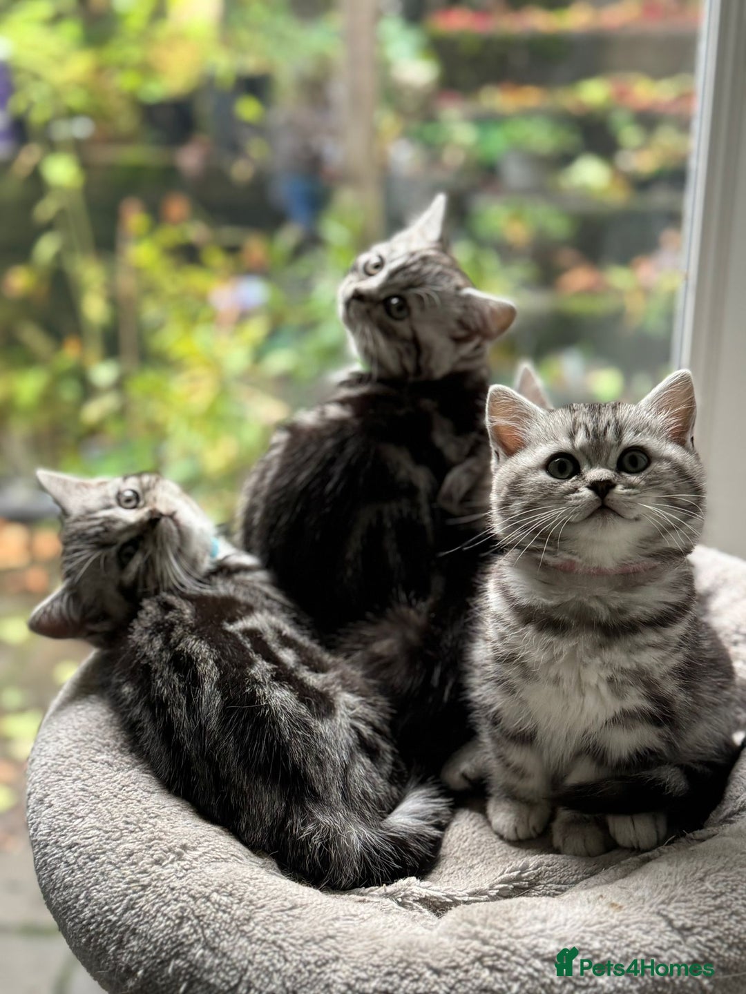 British Shorthair cats for sale: Beautiful registered British Shorthaired Kittens - Image 3