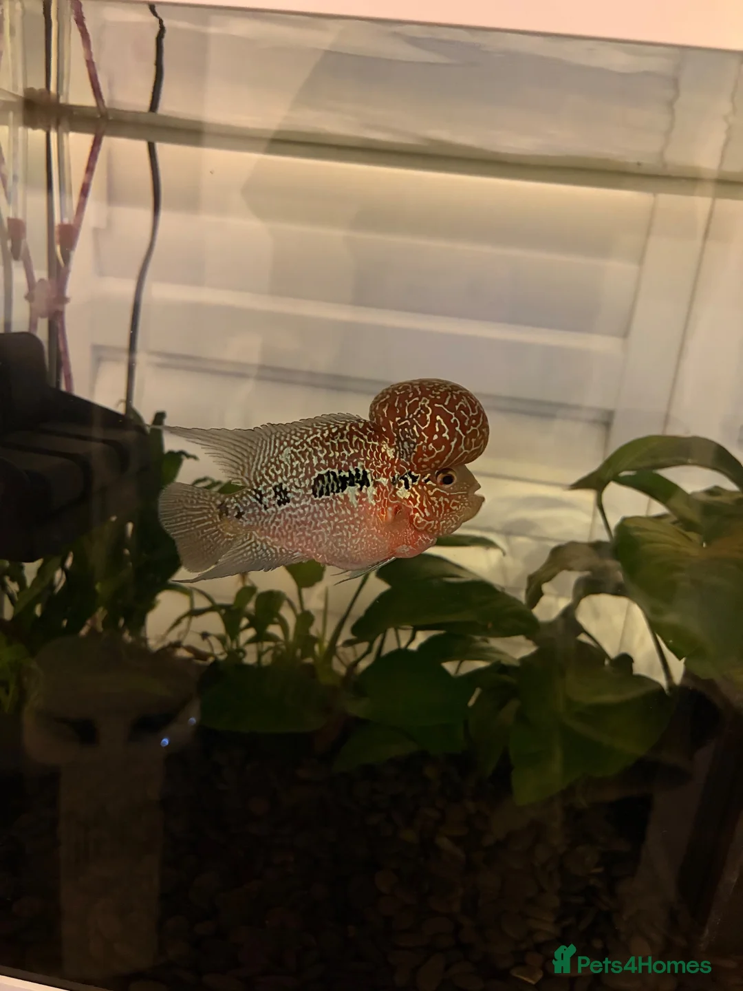 Cichlids fish for sale: Flowerhorn Cichlid  - Advert 2