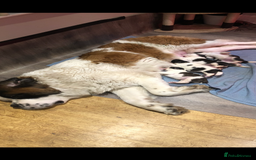 Saint Bernard dogs for sale: Last beautiful female St Bernard puppy for sale.  - Image 10